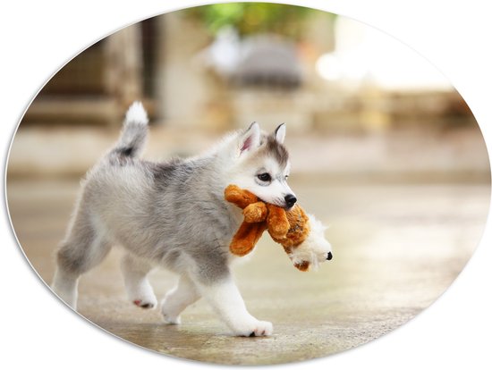 PVC Schuimplaat Ovaal - Siberische Husky Puppy met Knuffel - 108x81 cm Foto op Ovaal (Met Ophangsysteem)