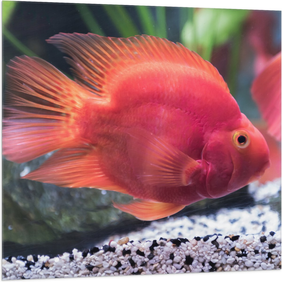 Vlag - Rode Papegaai Cichlide Vis Zwemmend in Aquarium - 100x100 cm Foto op Polyester Vlag
