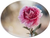 PVC Schuimplaat Ovaal - Bloem - Roze - Bladeren - Natuur - 68x51 cm Foto op Ovaal (Met Ophangsysteem)