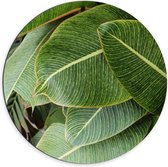 Dibond Muurcirkel - Natuur - Planten - Bladeren - Groen - 70x70 cm Foto op Aluminium Muurcirkel (met ophangsysteem)