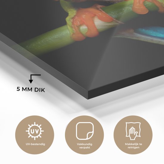 Peinture sur verre - Grenouille - Animaux - Vert - Oranje - Rouge - Photo sur verre - Peinture sur verre - 120x80 cm - Décoration murale