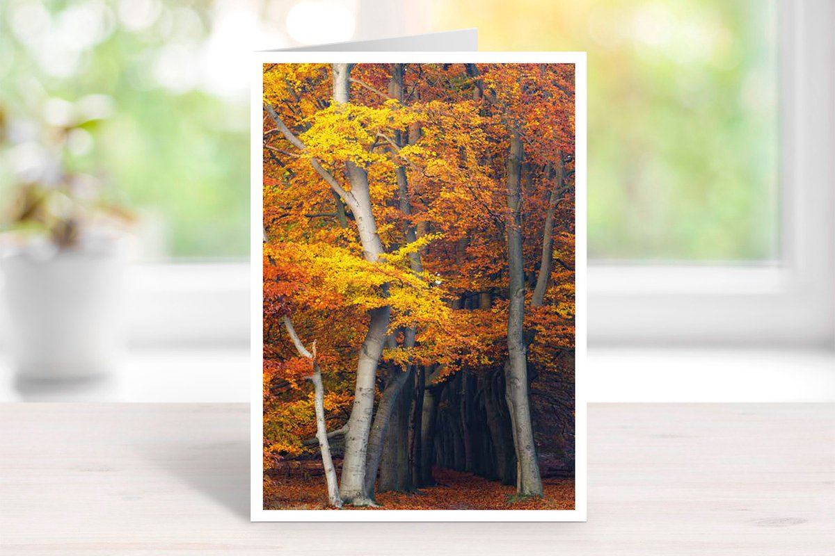 Wenskaart Utrechtse Heuvelrug - set van 3 stuks - Beukenlaan in de herfst- natuur - gevouwen kaart - 17,5 x 12,5 cm - incl. envelop
