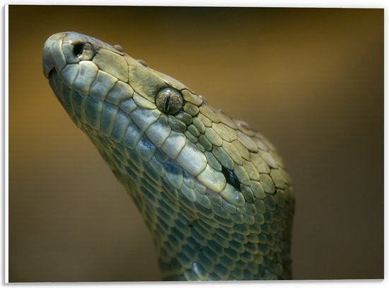 PVC Schuimplaat- Opkijkende Jamaican Boa Slang in Groene Kleur - 40x30 cm Foto op PVC Schuimplaat