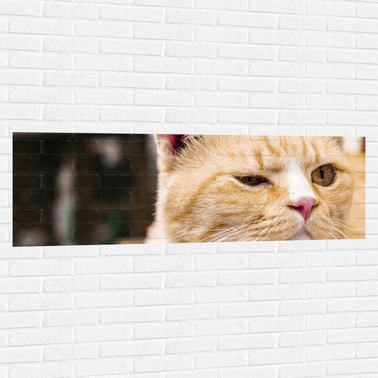 Muursticker - Portret van Booskijkende Roodharige Kat - 150x50 cm Foto op Muursticker