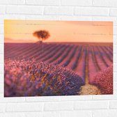 Muursticker - Oranje Gloed van de Zon over Rijen Lavendelbloemen - 80x60 cm Foto op Muursticker