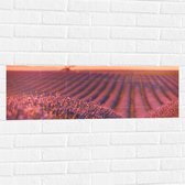 Muursticker - Oranje Gloed van de Zon over Rijen Lavendelbloemen - 90x30 cm Foto op Muursticker