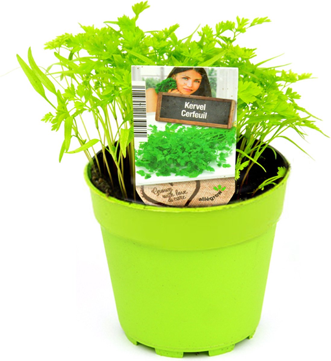 Kervel - 2 kruidenplanten - Anthriscus Cerefolium - groene pot (Ø13cm)