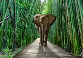 Papier peint photo - Bel éléphant dans la forêt de bambous - forêt - Papier peint non tissé - 312 x 219 cm (LxH)