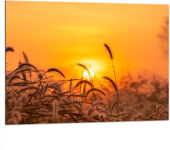 Dibond - Zonsondergang door Hoge Grassprieten - 100x75 cm Foto op Aluminium (Wanddecoratie van metaal)
