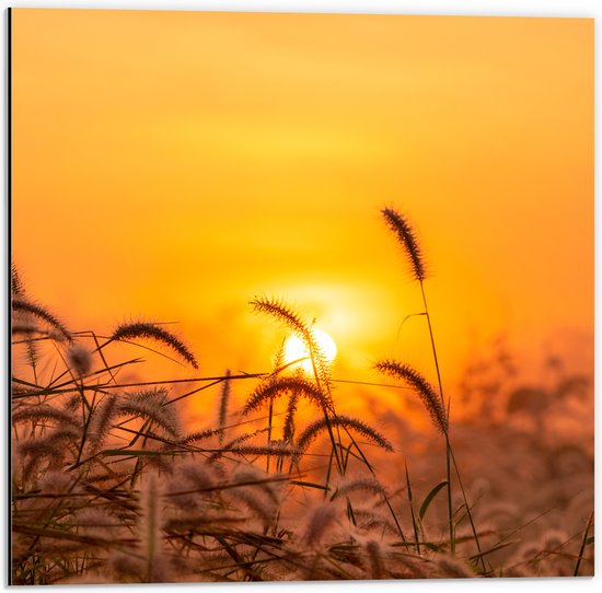 Dibond - Zonsondergang door Hoge Grassprieten - 50x50 cm Foto op Aluminium (Wanddecoratie van metaal)