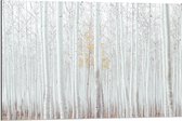 Dibond - Bomen - Bossen - Boomstammen - Wit - Natuur - 90x60 cm Foto op Aluminium (Wanddecoratie van metaal)
