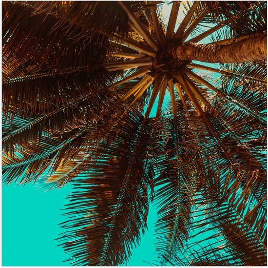 Poster Glanzend – Bomen - Boomstam - Palmbomen - Bladeren - Tropisch - 50x50 cm Foto op Posterpapier met Glanzende Afwerking