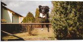 Dibond - Dieren - Hond - Tuin - Planten - Springen - 100x50 cm Foto op Aluminium (Wanddecoratie van metaal)