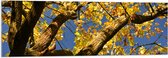 Acrylglas - Boom - Herfst - Bladeren - Takken - 120x40 cm Foto op Acrylglas (Met Ophangsysteem)