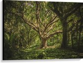 Canvas - Bomen - Planten - Bossen - Groen - Bruin - 100x75 cm Foto op Canvas Schilderij (Wanddecoratie op Canvas)