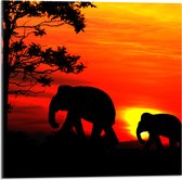 Acrylglas - Silhouet van Olifant met Jong Lopend door het Landschap - 50x50 cm Foto op Acrylglas (Wanddecoratie op Acrylaat)