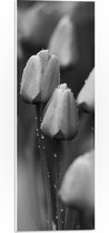 PVC Schuimplaat - Bloemen - Natuur - Tulpen - Druppels - Zwart - Wit - 20x60 cm Foto op PVC Schuimplaat (Met Ophangsysteem)