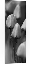 PVC Schuimplaat - Bloemen - Natuur - Tulpen - Druppels - Zwart - Wit - 50x150 cm Foto op PVC Schuimplaat (Met Ophangsysteem)