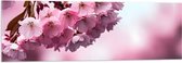 Acrylglas - Roze Bloesem - 120x40 cm Foto op Acrylglas (Wanddecoratie op Acrylaat)