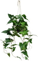 Typhonium Kunst Hangplant 95cm | Hangende Kunstplant | Kunstplant voor Binnen | Neppe Hangplant Typhonium