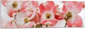 Tuinposter – Bloemen - Takken - Roze - 120x40 cm Foto op Tuinposter (wanddecoratie voor buiten en binnen)
