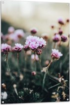 Tuinposter – Bloemen - Veld - Landschap - Natuur - Roze - 80x120 cm Foto op Tuinposter (wanddecoratie voor buiten en binnen)