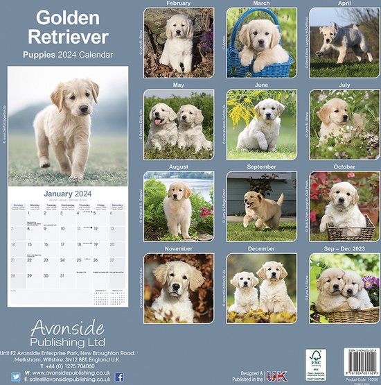 Golden Retriever Kalender Puppies 2024 Bol   550x555 