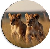 Dibond Muurcirkel - Twee Leeuwenwelpjes in het Afrikaanse Landschap - 40x40 cm Foto op Aluminium Muurcirkel (met ophangsysteem)