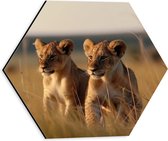 Dibond Hexagon - Twee Leeuwenwelpjes in het Afrikaanse Landschap - 30x26.1 cm Foto op Hexagon (Met Ophangsysteem)