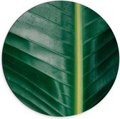 Dibond Muurcirkel - Planten - Bladeren - Natuur - Groen - 70x70 cm Foto op Aluminium Muurcirkel (met ophangsysteem)