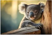 Poster (Mat) - Aandoenlijke Koala van Achter Boom - 60x40 cm Foto op Posterpapier met een Matte look