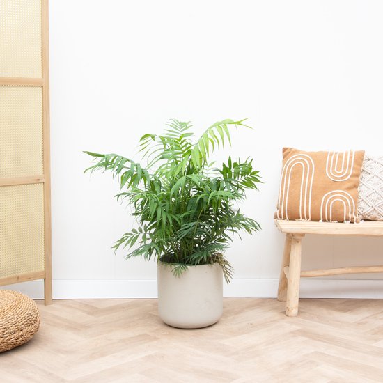 Chamaedorea – Elegans – Mexicaanse Dwergpalm – Hoogte 110 cm