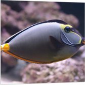 Vlag - Blauw met Gele Koekopvis Zwemmend langs Roze Koraal - 80x80 cm Foto op Polyester Vlag