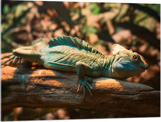 Acrylglas - Blauw-Groene Kameleon Liggend op Houten Boomstam - 100x75 cm Foto op Acrylglas (Met Ophangsysteem)