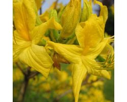 Azalea knaphill 'Geel' - 40-50 cm