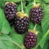 Braam - Rubus logan. ‘Loganberry’ - Struik 30-50 cm