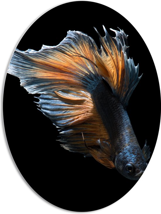 PVC Schuimplaat Ovaal - Blauwe Vis met Oranje Details tegen Zwarte Achtergrond - 51x68 cm Foto op Ovaal (Met Ophangsysteem)