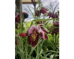 6 x Fritillaria meleagris - KIEVITSBLOEM - pot 9 x 9 cm