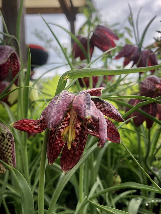 6 x Fritillaria meleagris - KIEVITSBLOEM - pot 9 x 9 cm - Groendecor Tuinarchitectuur