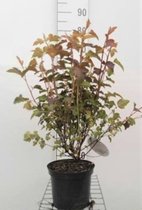 Physocarpus opulifolius 'Diable d'or' - Blaasspirea, Sneeuwbalspirea 40 - 60 cm in pot