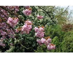 Prunus serrulata 'Kanzan' - Japanse Sierkers, Japanse Kerselaar 60 - 80 cm in pot