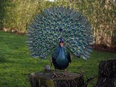 Statue de jardin Paon xl métal extra nombreuses plumes Handgemaakt 60x80x30 coloris vert et bleu