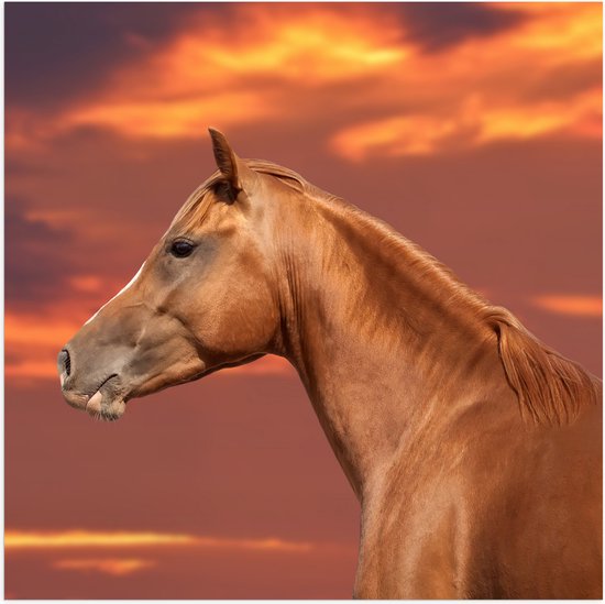 Poster Glanzend – Zijaanzicht van Glanzend Bruin Paard onder Oranje Gloed in de Lucht - 50x50 cm Foto op Posterpapier met Glanzende Afwerking