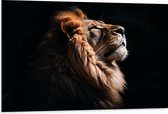 Dibond - Zijaanzicht van Leeuw in de Zonnestralen tegen Zwarte Achtergrond - 105x70 cm Foto op Aluminium (Met Ophangsysteem)