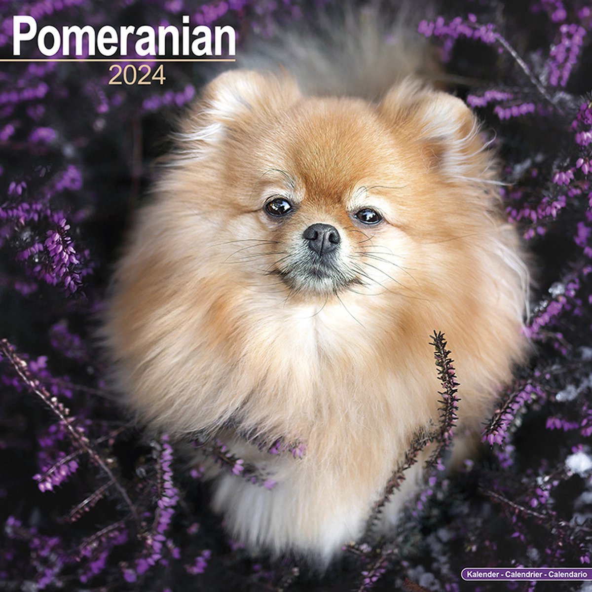 Pomeranian Kalender 2024