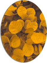 Dibond Ovaal - Planten - Bladeren - Geel - 60x80 cm Foto op Ovaal (Met Ophangsysteem)