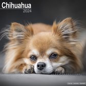 Chihuahua Kalender 2024