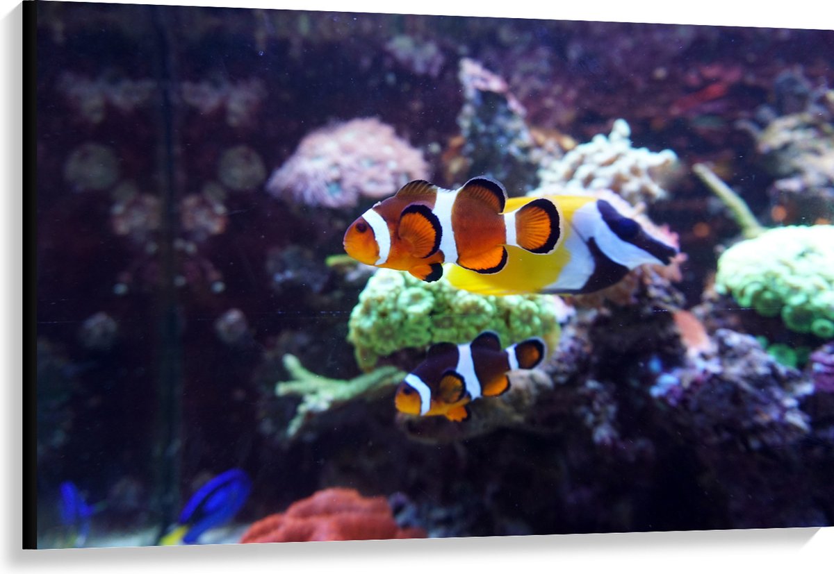 Canvas - Twee Anemoon Vissen Zwemmend door Aquarium - 120x80 cm Foto op Canvas Schilderij (Wanddecoratie op Canvas)
