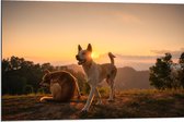 Dibond - Twee Zwerfhonden Lopend op Bergtop - 90x60 cm Foto op Aluminium (Met Ophangsysteem)