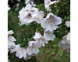 Prostanthera cuneata - Prostanthera cuneata 20-25 cm